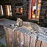 cat, tabby, fence, wood, night, stone_house, window, door, light, relaxed, outdoor, animal, pet, resting, home, cozy, quiet, evening, domestic, sleepy