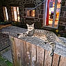 Nikus participe au concours pour gagner de l'argent avec cette photo : cat, tabby, fence, wood, night, outdoor, animal, pet, glowing_eyes, stone_wall, window, door, house, light, relaxed, resting, domestic, evening, backyard, cozy