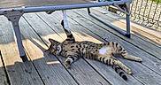 Nikus participe au concours pour gagner de l'argent avec cette photo : cat, tabby, outdoor, deck, wooden_floor, lawn_chair, recliner, sunlight, relaxed, pet, animal, striped, paw, feline, resting, daylight, shadow, garden, home, leisure