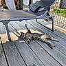 cat, tabby, outdoor, deck, wooden_floor, lawn_chair, recliner, sunlight, relaxed, pet, animal, striped, paw, feline, resting, daylight, shadow, garden, home, leisure