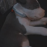 Nova is registered to the contest to win money with this photo: puppy, sleeping, dog, collar, closed_eyes, fur, pet, domestic_animal, resting, indoors, curtains, black, white, gray, cute, cozy, animal, young_dog, peaceful, nap