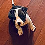 Nova is registered to the contest to win money with this photo: puppy, dog, black_and_white, floor, wooden_floor, pet, animal, looking_up, curious, small, young, cute, indoor, canine, paw, tail, mammal, companion, adorable, domestic