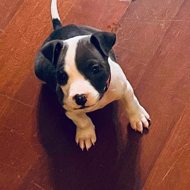 Nova is registered to the contest to win money with this photo: adorable, animal, black_and_white, canine, companion, curious, cute, dog, domestic, floor, indoor, looking_up, mammal, paw, pet, puppy, small, tail, wooden_floor, young