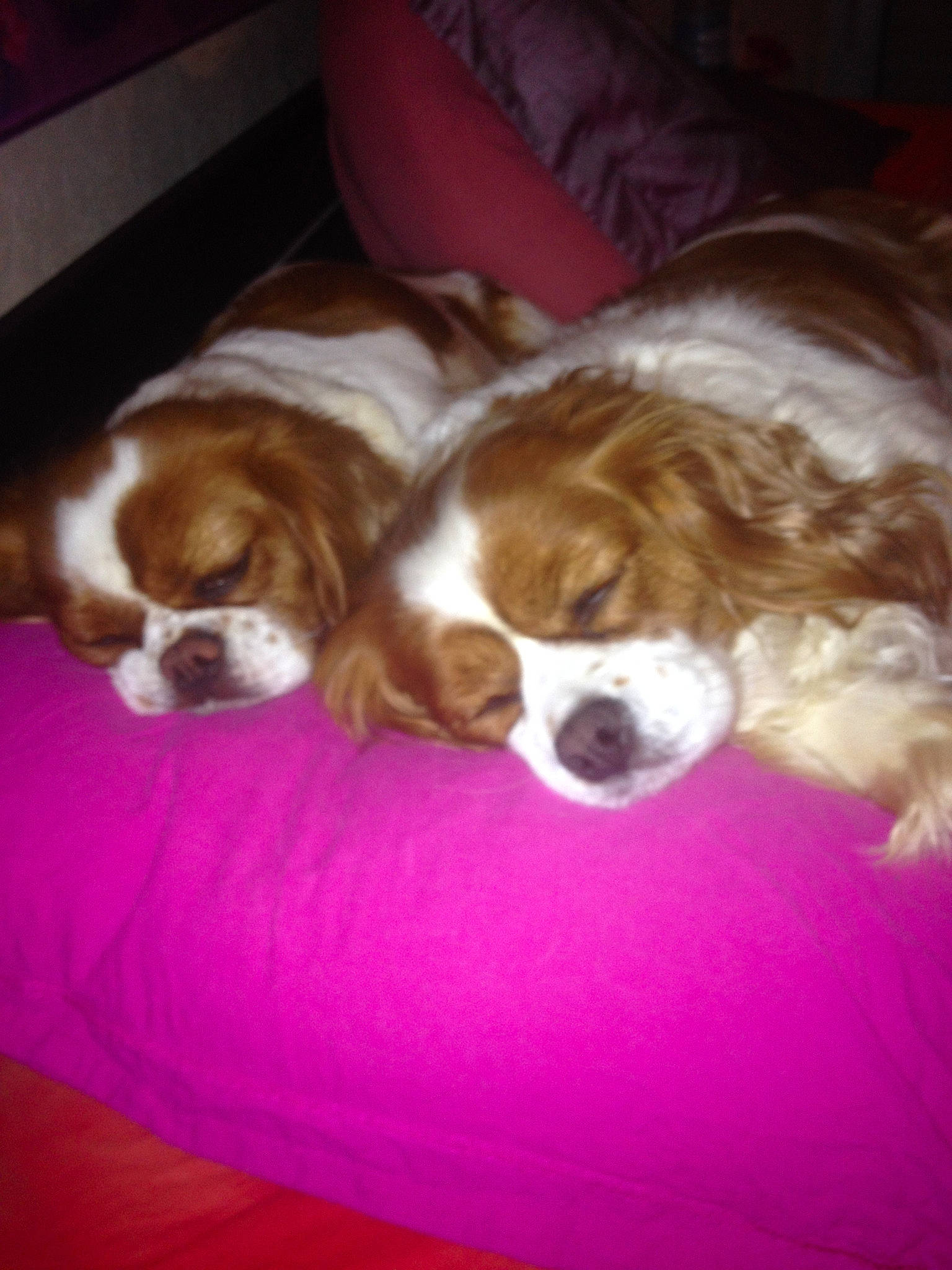 Tynie a rejoint le concours — aidez-le/la à gagner de superbes lots ! canidae, carnivore, cavalier_king_charles_spaniel, companion_dog, dog, dog_breed, fawn, king_charles_spaniel, lhasa_apso, mammal, phalene, puppy, puppy_love, spaniel, sporting_group, toy_dog, vertebrate