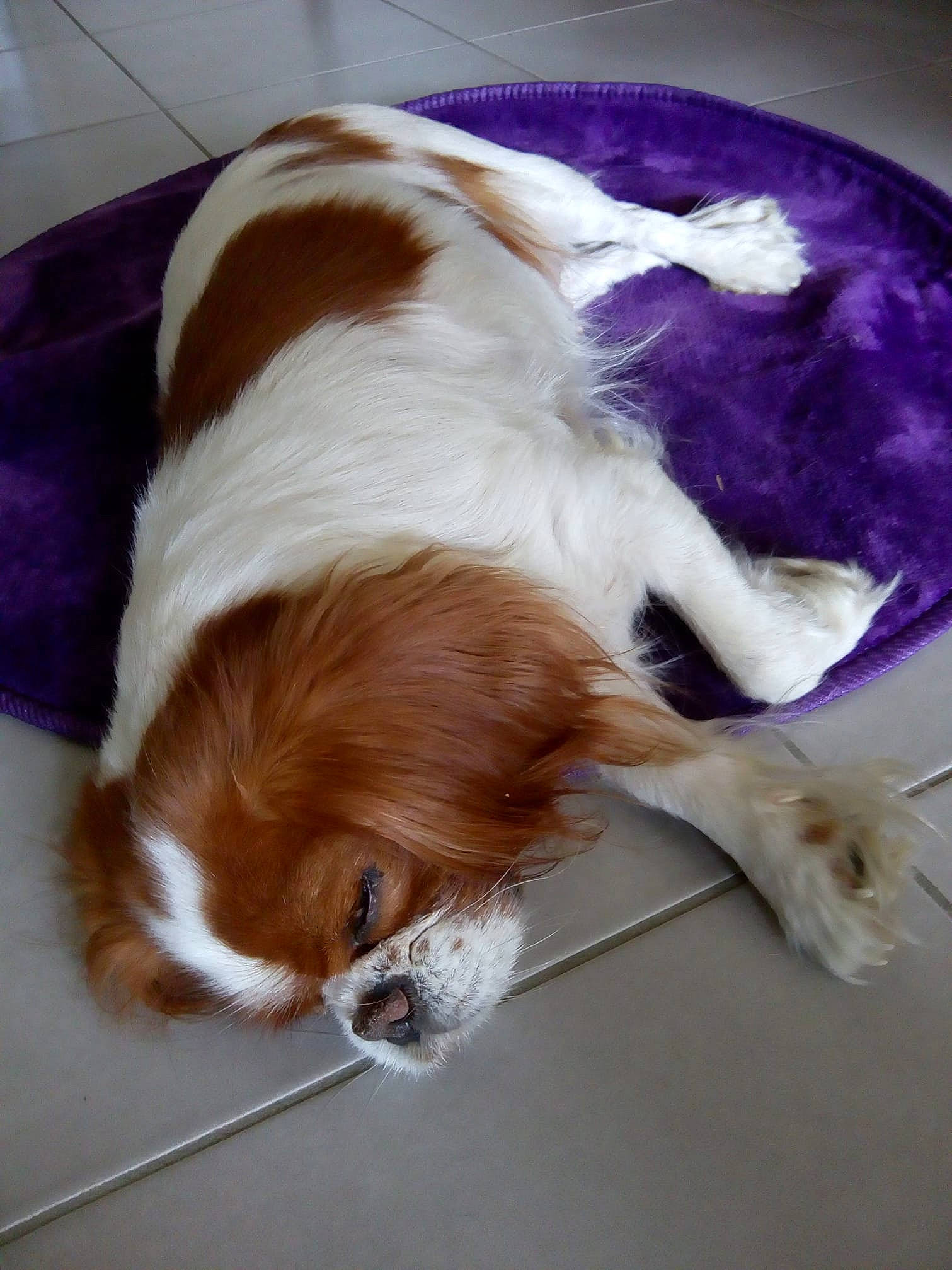 Tynie a rejoint le concours — aidez-le/la à gagner de superbes lots ! brittany, canidae, carnivore, cavalier_king_charles_spaniel, companion_dog, dog, dog_breed, fawn, irish_red_and_white_setter, king_charles_spaniel, kooikerhondje, phalene, spaniel, sporting_group, toy_dog, welsh_springer_spaniel