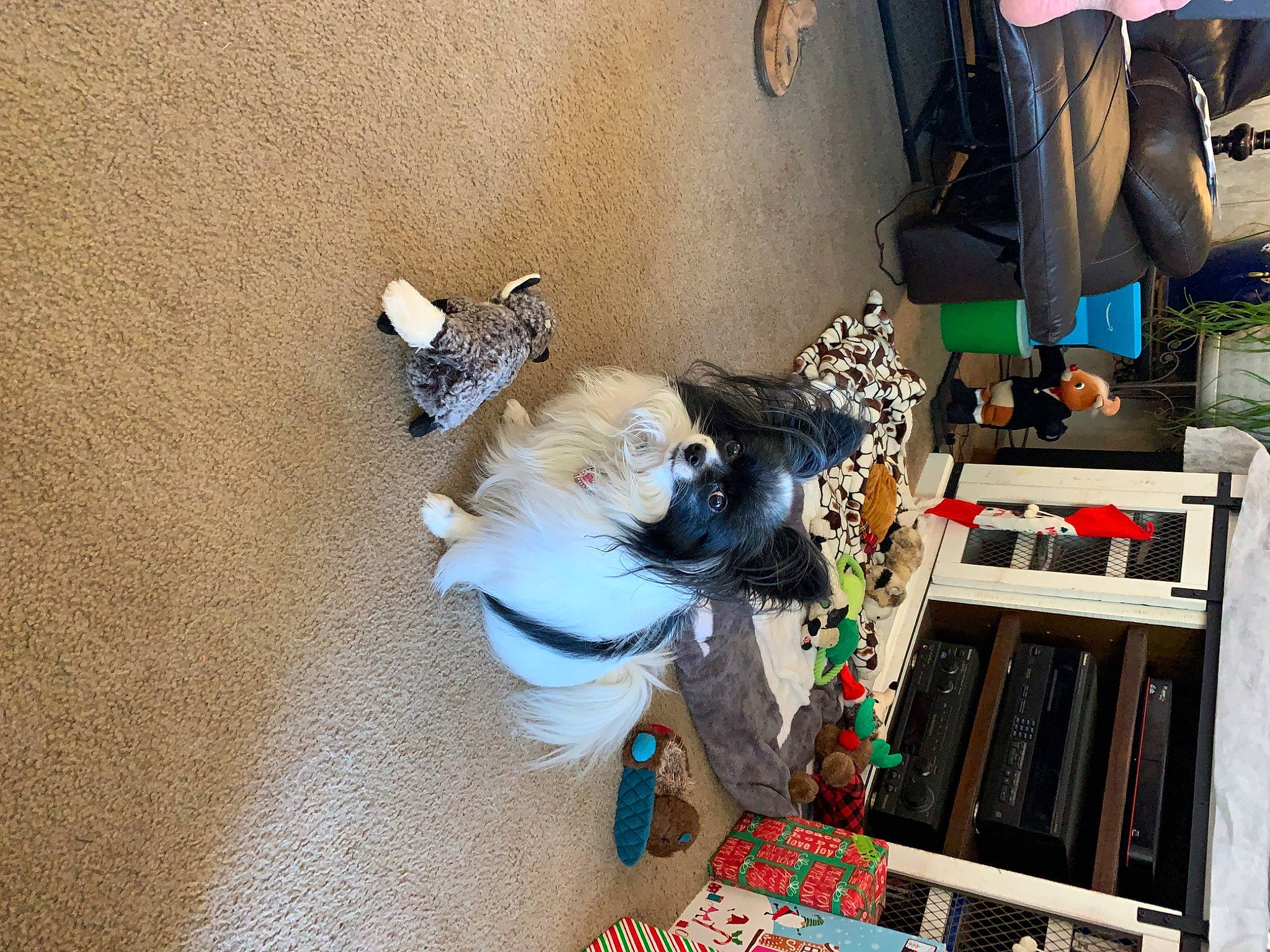 Fifi is registered to the contest to win money with this photo: flooring, hardwood, plastic, room, wood