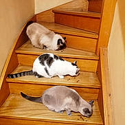 Jade Pepsy Gaby participe au concours pour gagner de l'argent avec cette photo : three_cats, cats, kittens, staircase, wooden_stairs, indoor, pets, feline, eating, cat_food, snacks, siamese_cat, tabby_cat, black_and_white_cat, fluffy_cat, tail, wood, home, animal_photography, group_of_animals