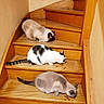 three_cats, cats, kittens, staircase, wooden_stairs, indoor, pets, feline, eating, cat_food, snacks, siamese_cat, tabby_cat, black_and_white_cat, fluffy_cat, tail, wood, home, animal_photography, group_of_animals