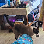 Dobby joined the competition — help win amazing prizes! animal, cartoon_print, cat, clutter, colorful, domestic, floor, furniture, household_items, indoor, living_room, mouth_open, pet, plastic_bottle, play_tunnel, siamese_cat, sitting, tail, toy, wooden_table