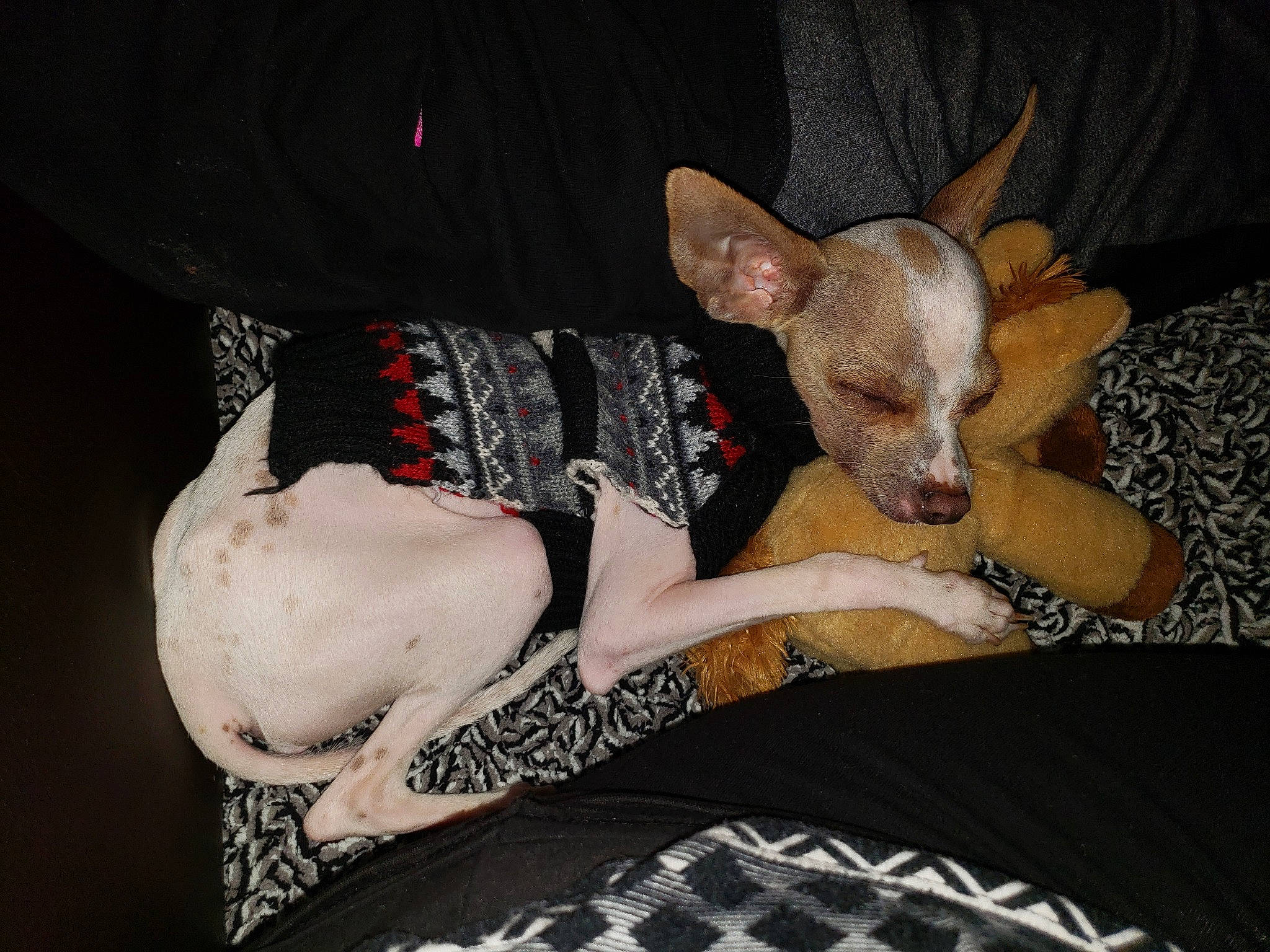 Turbo is registered to the contest to win money with this photo: american_hairless_terrier, canidae, carnivore, chihuahua, companion_dog, dog, dog_breed, dog_clothes, ear, english_toy_terrier, fawn, mammal, peruvian_hairless_dog, prazsky_krysarik, russkiy_toy, teddy_roosevelt_terrier, toy_dog, toy_fox_terrier