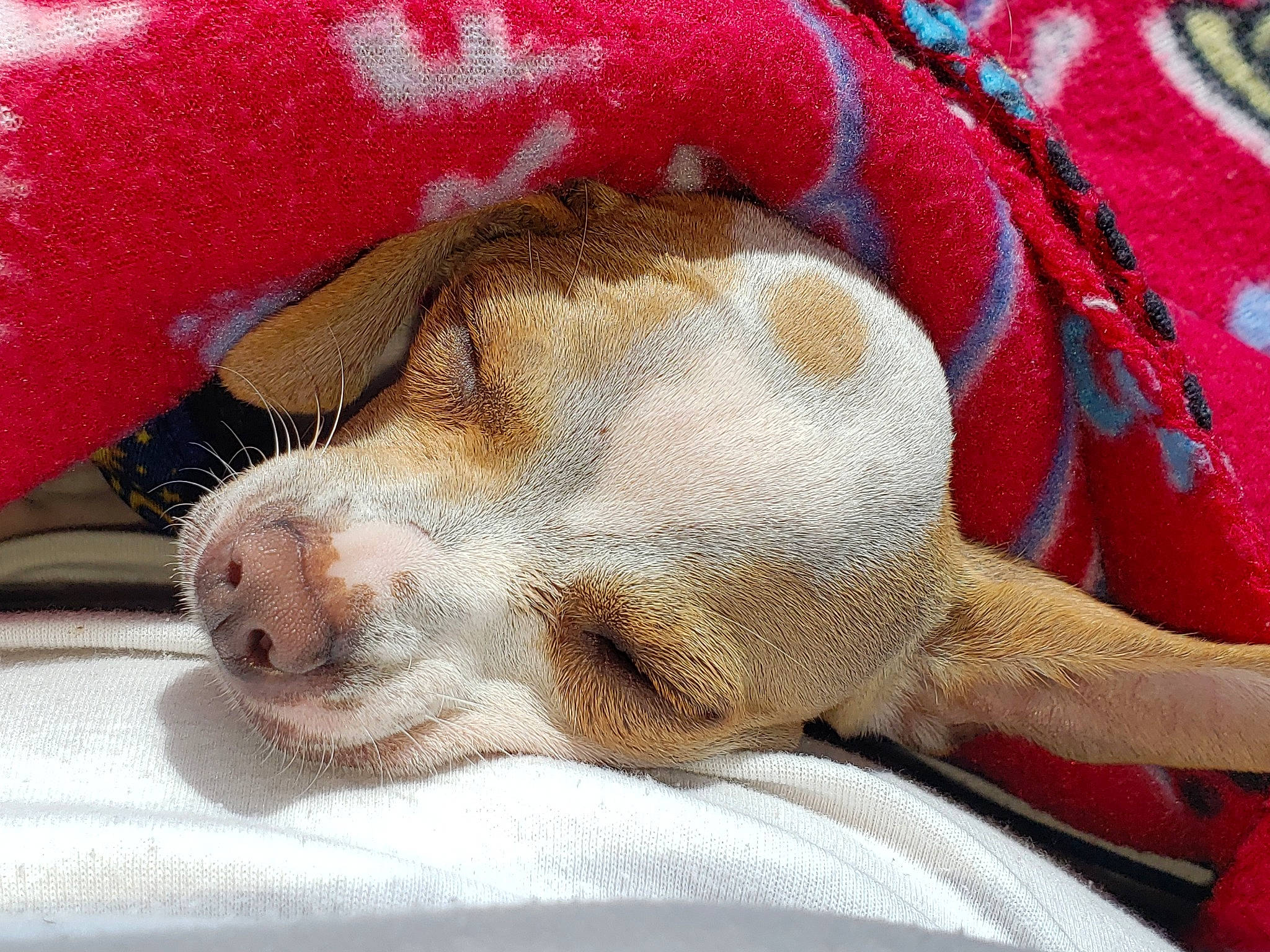 Turbo is registered to the contest to win money with this photo: brittany, canidae, carnivore, dog, dog_breed, ear, fawn, mammal, nap, nose, pachon_navarro, pit_bull, pointer, puppy, puppy_love, sleep, snout, sporting_group