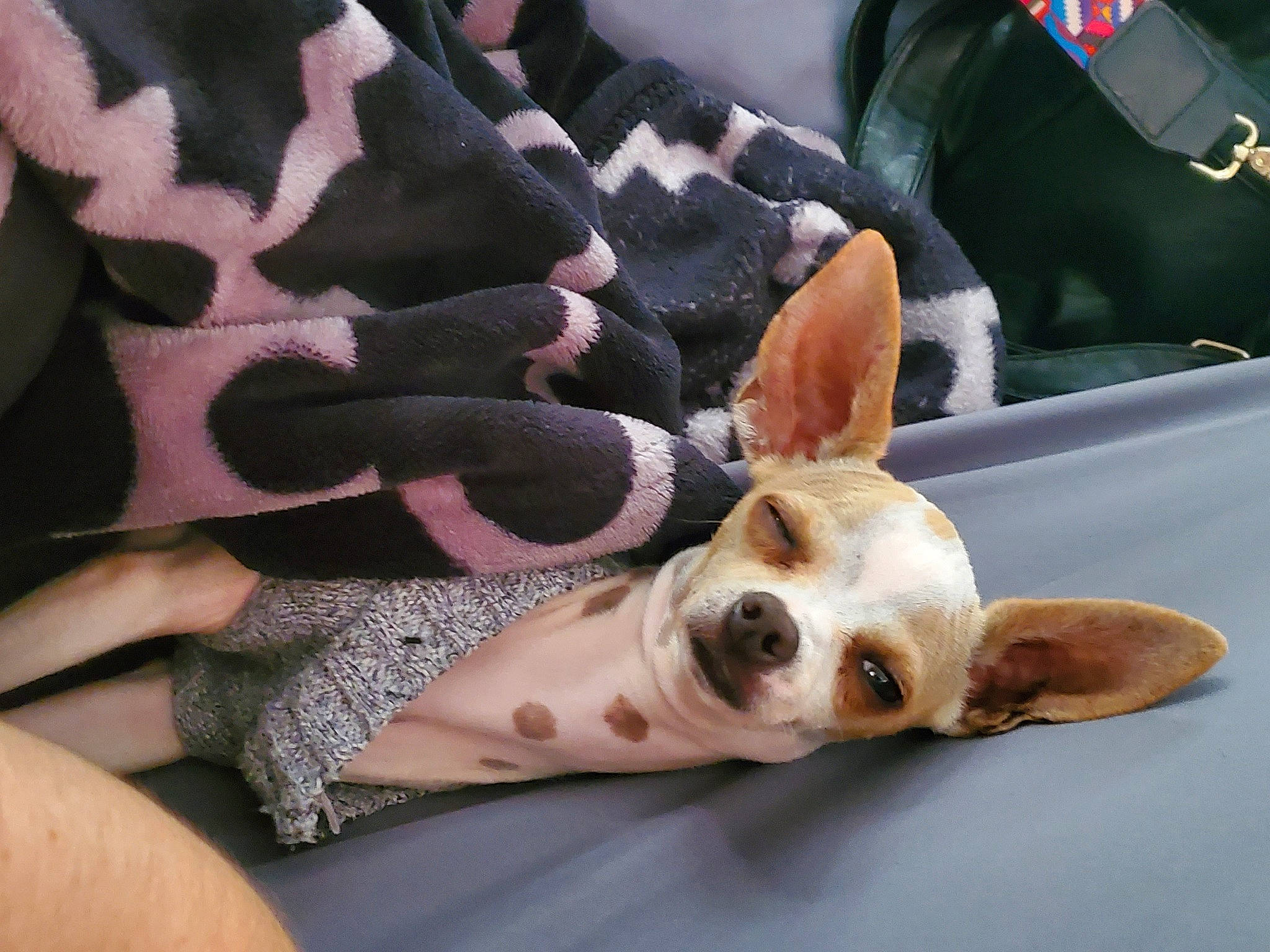 Turbo is registered to the contest to win money with this photo: canidae, carnivore, chihuahua, companion_dog, dog, dog_breed, ear, fawn, french_bulldog, mammal, non_sporting_group, paw, puppy_love, snout, toy_dog, vertebrate