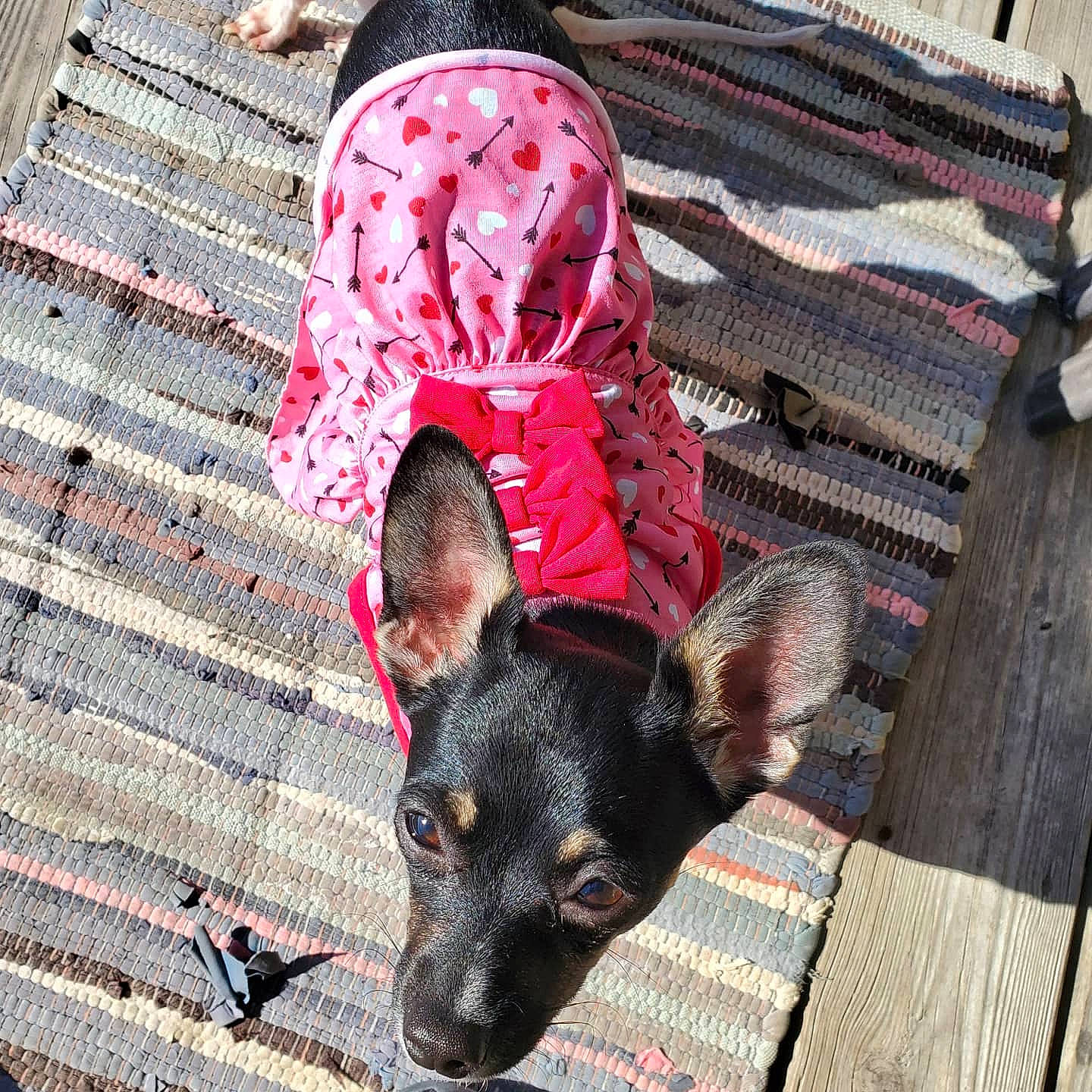 Shelly is registered to the contest to win money with this photo: canidae, carnivore, companion_dog, dog, dog_breed, ear, miniature_pinscher, snout, toy_dog