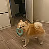 dog, pomeranian, toy, indoor, wooden_floor, fluffy, pet, animal, cute, small_dog, brown, white, playful, standing, floor, door, cozy, domestic, house, pet_toy