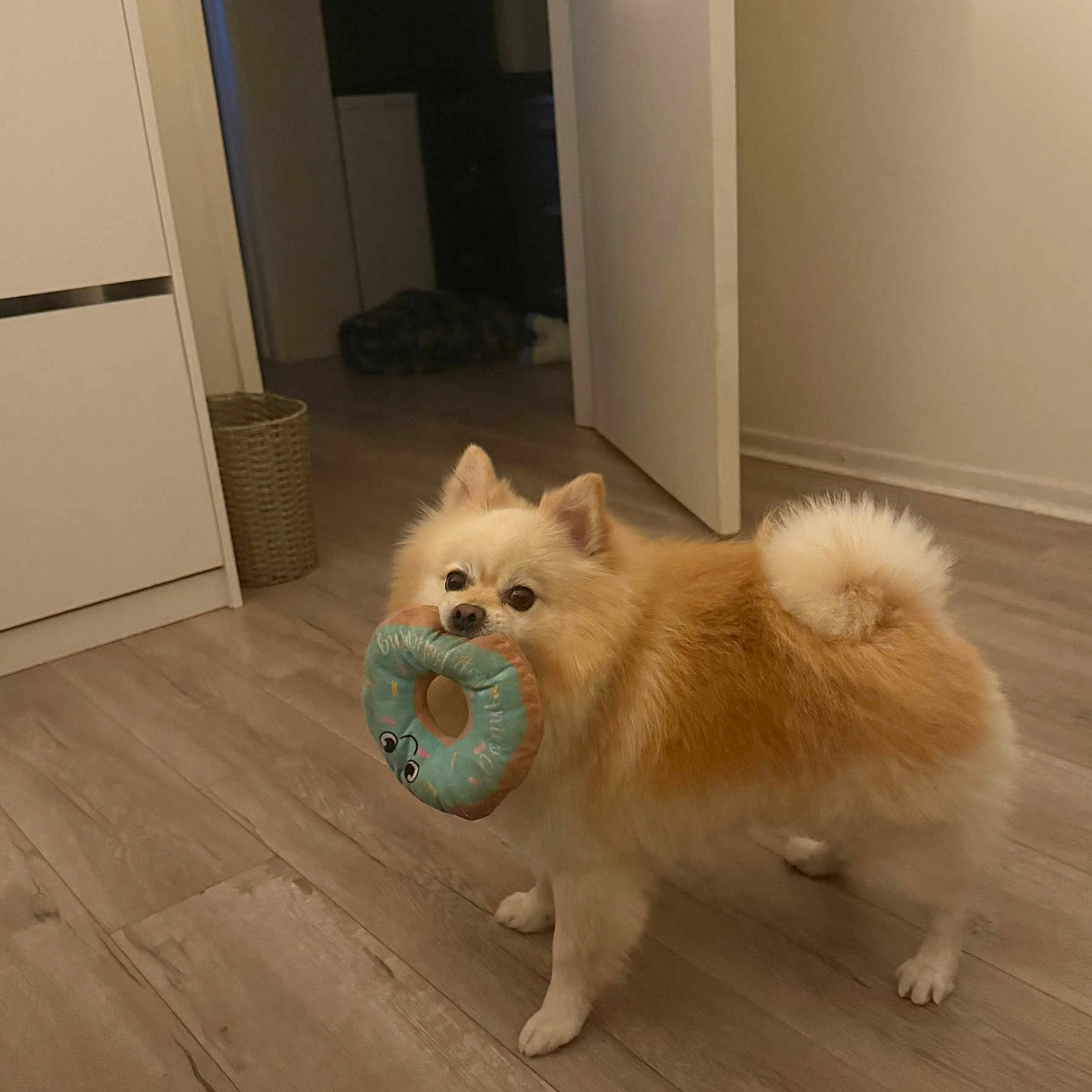 Milo joined the competition — help win amazing prizes! dog, pomeranian, toy, indoor, wooden_floor, fluffy, pet, animal, cute, small_dog, brown, white, playful, standing, floor, door, cozy, domestic, house, pet_toy