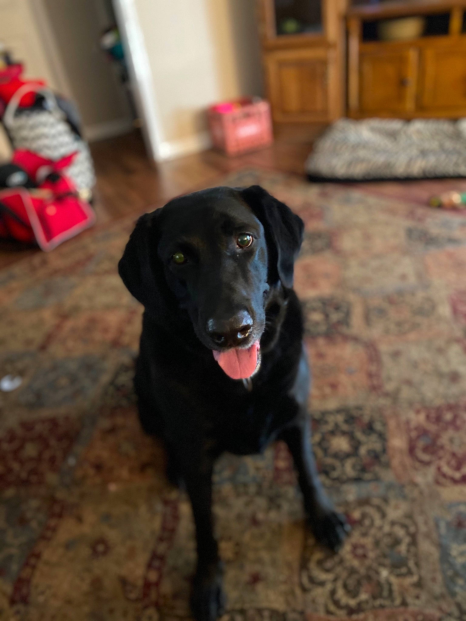 Dudley joined the competition — help win amazing prizes! beagador, borador, canidae, carnivore, dog, dog_breed, flat_coated_retriever, gun_dog, hunting_dog, labrador_retriever, mammal, patterdale_terrier, pointing_breed, retriever, snout, sporting_group, vertebrate