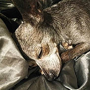 Sue Sue is registered to the contest to win money with this photo: dog, sleeping, closeup, fur, pet, animal, resting, blanket, cozy, indoors, snout, ears, paw, relaxation, cute, domestic, bedtime, texture, warm, quiet