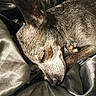 dog, sleeping, closeup, fur, pet, animal, resting, blanket, cozy, indoors, snout, ears, paw, relaxation, cute, domestic, bedtime, texture, warm, quiet