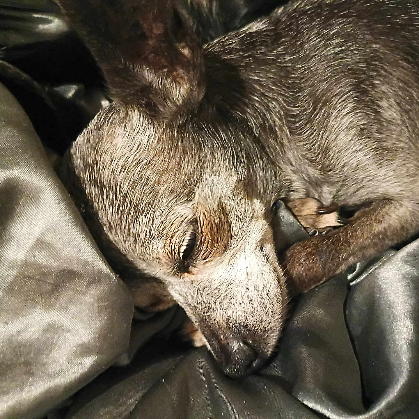 Sue Sue is registered to the contest to win money with this photo: dog, sleeping, closeup, fur, pet, animal, resting, blanket, cozy, indoors, snout, ears, paw, relaxation, cute, domestic, bedtime, texture, warm, quiet