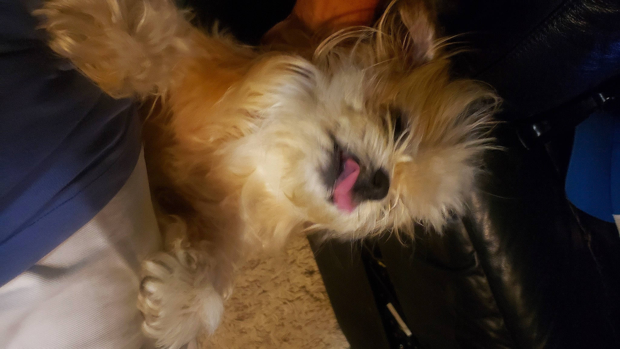 Avery is registered to the contest to win money with this photo: canidae, carnivore, companion_dog, dog, dog_breed, dog_supply, ear, fawn, fur, liver, nap, paw, small_terrier, snout, sporting_group, tail, terrier, toy_dog, whiskers, working_animal