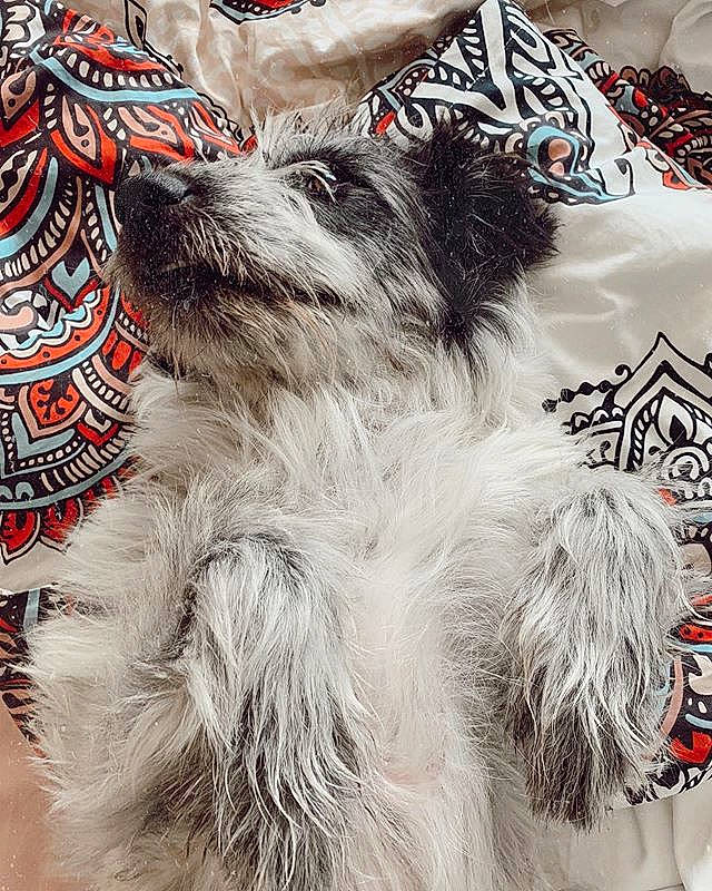 Truffe participe au concours pour gagner de l'argent avec cette photo :