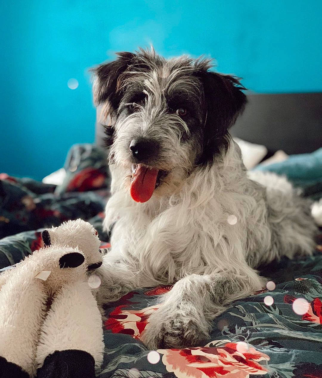 Truffe participe au concours pour gagner de l'argent avec cette photo :