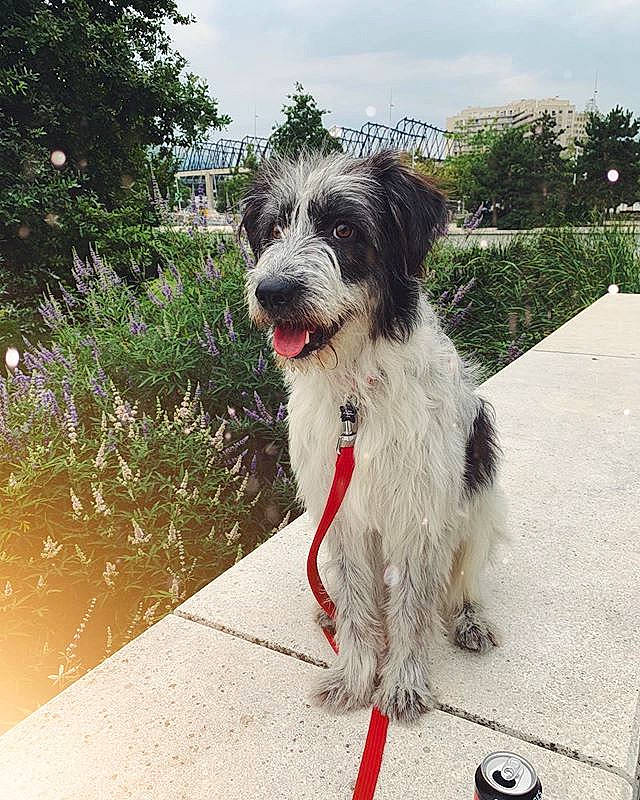 Truffe participe au concours pour gagner de l'argent avec cette photo :