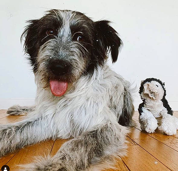 Truffe participe au concours pour gagner de l'argent avec cette photo :