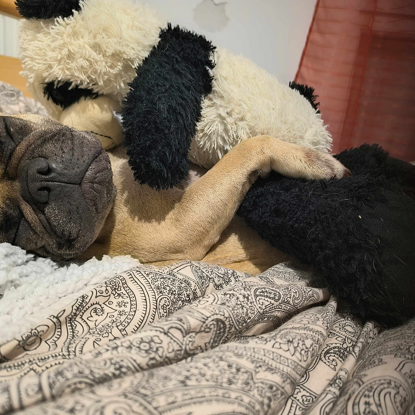 Plume a rejoint le concours — aidez-le/la à gagner de superbes lots ! animal, bird, blanket, bulldog, canine, couch, cushion, dog, frenchbulldog, furniture, homedecor, person, pet, pitbull, pug, puppy, quilt, sleeping, teddybear, toy