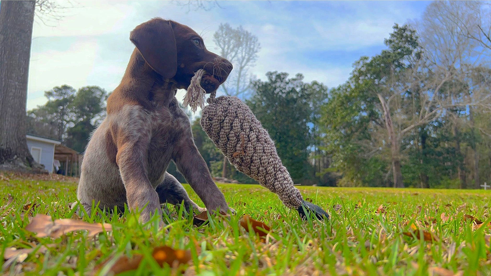 Remi joined the competition — help win amazing prizes! african_elephant, carnivore, cloud, dog_breed, elephant, fawn, felidae, grass, grassland, indian_elephant, pasture, plant, prairie, sky, snout, tail, terrestrial_animal, tree, tusk, working_animal