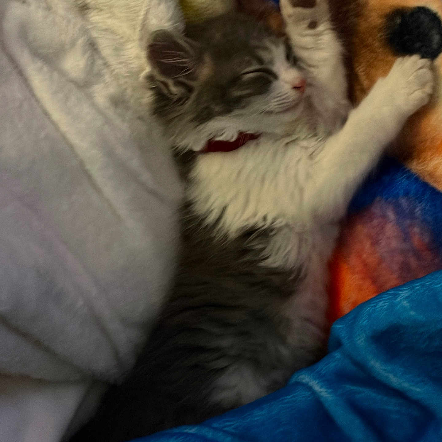 Luna participe au concours pour gagner de l'argent avec cette photo : cat, kitten, fluffy, gray_and_white, sleeping, cuddling, plush_toy, stuffed_animal, orange_toy, blanket, bed, cozy, indoors, pet, whiskers, pink_nose, red_collar, relaxed, cute, portrait