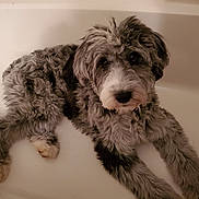 Claire joined the competition — help win amazing prizes! dog, bathtub, curly_fur, pet, indoor, white_background, relaxed, looking_up, animal, canine, fur, paw, snout, ears, companion, cute, laying_down, domestic_animal, curly_coat, brown_and_white