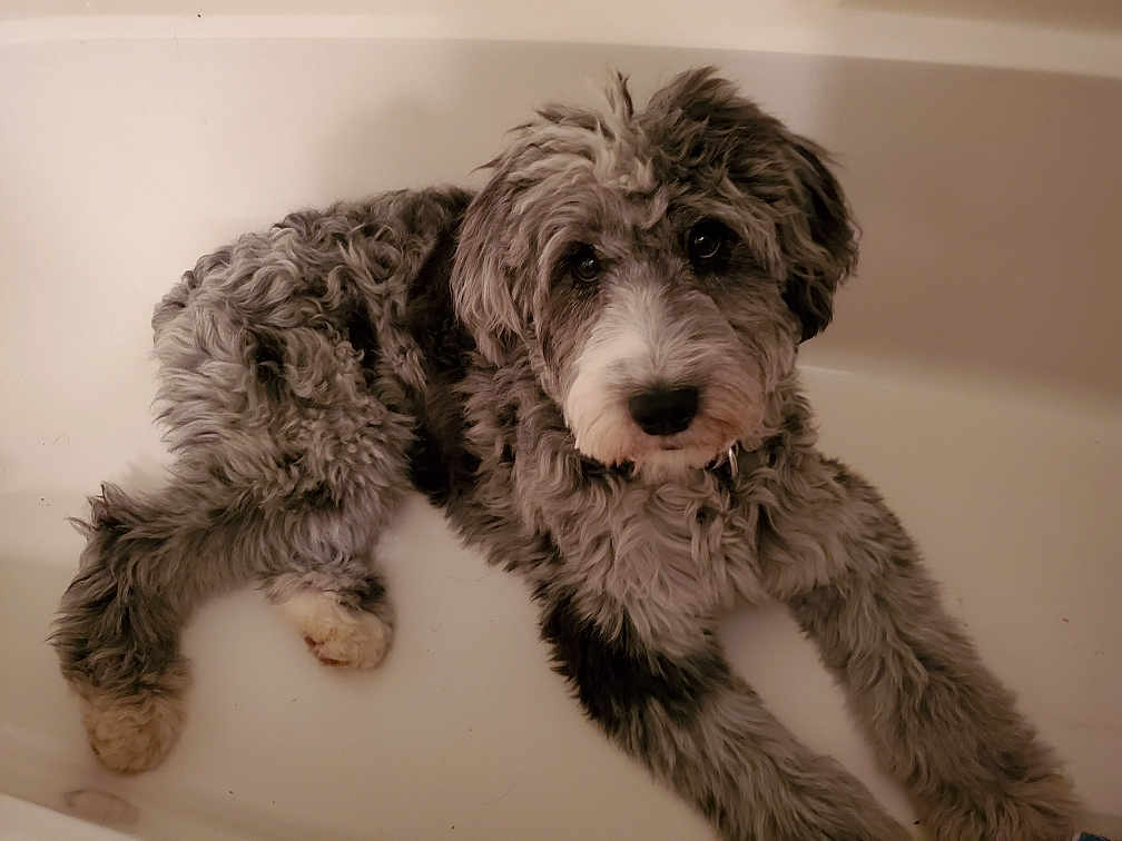 Claire joined the competition — help win amazing prizes! dog, bathtub, curly_fur, pet, indoor, white_background, relaxed, looking_up, animal, canine, fur, paw, snout, ears, companion, cute, laying_down, domestic_animal, curly_coat, brown_and_white