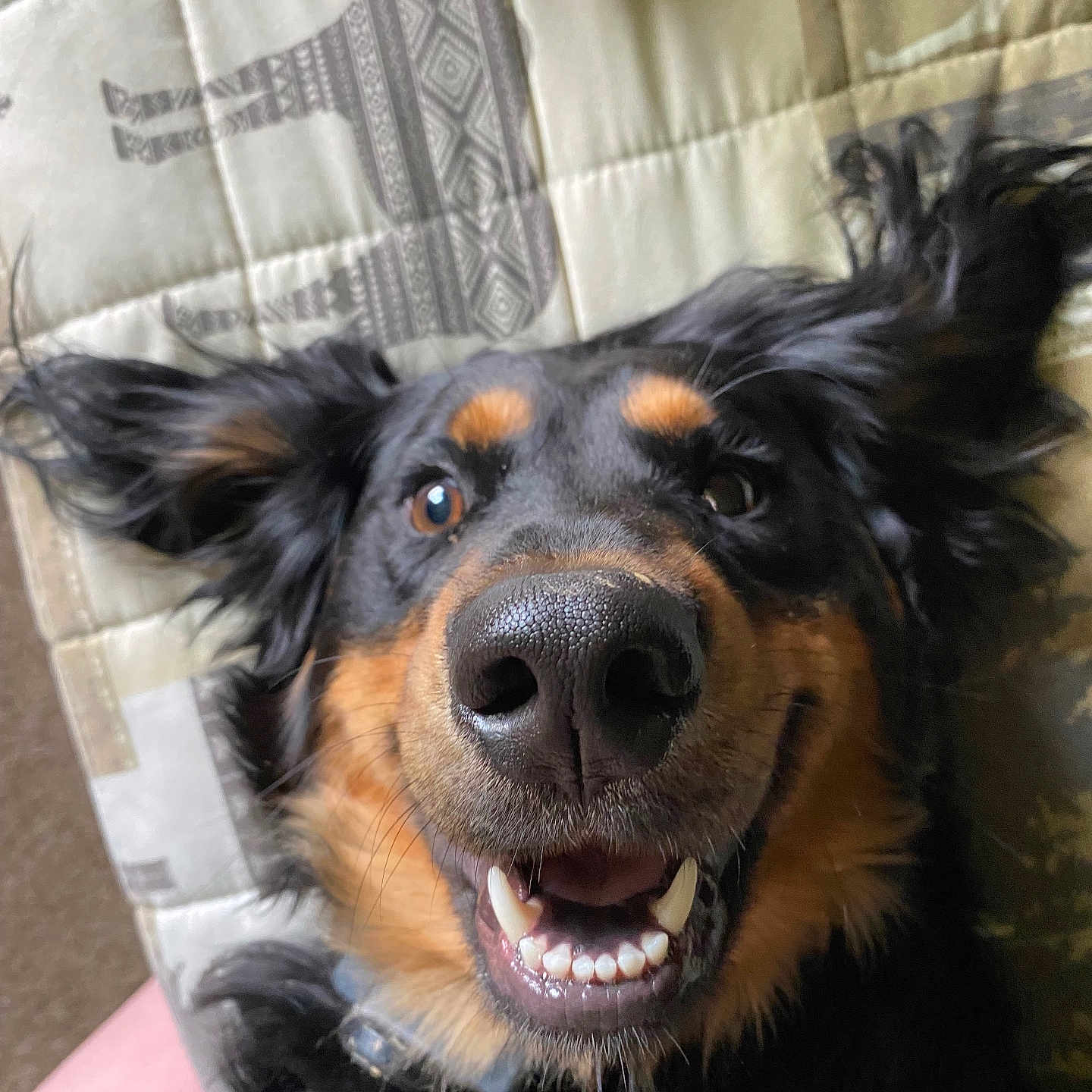 Nova