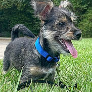 Zodiak joined the competition — help win amazing prizes! dog, puppy, blue_collar, grass, greenery, tongue_out, happy, pet, outdoor, nature, ears_up, canine, leash, playful, smiling, closeup, young_dog, animal, fur, daylight