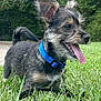 dog, puppy, blue_collar, grass, greenery, tongue_out, happy, pet, outdoor, nature, ears_up, canine, leash, playful, smiling, closeup, young_dog, animal, fur, daylight