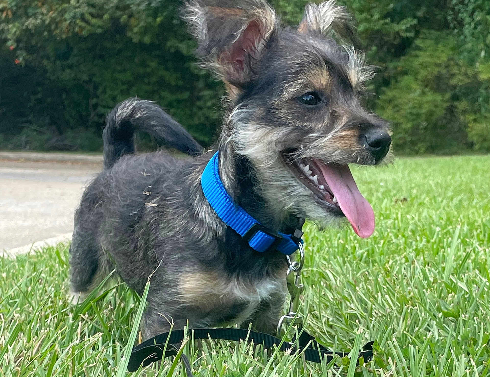 Zodiak joined the competition — help win amazing prizes! dog, puppy, blue_collar, grass, greenery, tongue_out, happy, pet, outdoor, nature, ears_up, canine, leash, playful, smiling, closeup, young_dog, animal, fur, daylight