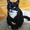 cat, tuxedo_cat, black_and_white, pet, animal, sitting, indoors, rug, hardwood_floor, heterochromia, green_eye, blue_eye, whiskers, ears, paws, tail, fur, portrait, home, cute