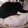 cat, tuxedo_cat, black_and_white, pet, feline, green_eyes, collar, purple_collar, lying_down, lounging, wicker_basket, pet_bed, cushion, indoor, portrait, whiskers, ears, tail, relaxed, animal