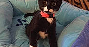 Lola participe au concours pour gagner de l'argent avec cette photo : cat, kitten, tuxedo_cat, black_and_white, pet, animal, collar, red_collar, pet_bed, cushion, indoors, home, blanket, plaid, patterned_fabric, sitting, front_view, whiskers, blue_bed, portrait