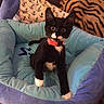 cat, kitten, tuxedo_cat, black_and_white, pet, animal, collar, red_collar, pet_bed, cushion, indoors, home, blanket, plaid, patterned_fabric, sitting, front_view, whiskers, blue_bed, portrait