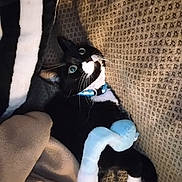Lola participe au concours pour gagner de l'argent avec cette photo : cat, tuxedo_cat, pet, animal, black_and_white, blue_eyes, collar, whiskers, couch, blanket, plush_toy, stuffed_animal, indoor, portrait, relaxed, lounging, cozy, furniture, soft_lighting, close_up
