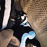cat, tuxedo_cat, pet, animal, black_and_white, blue_eyes, collar, whiskers, couch, blanket, plush_toy, stuffed_animal, indoor, portrait, relaxed, lounging, cozy, furniture, soft_lighting, close_up