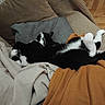 cat, tuxedo_cat, black_and_white, pet, sleeping, lying_down, belly_up, relaxed, cozy, blanket, couch, pillow, indoor, home, living_room, furry, whiskers, paws, orange_blanket, wooden_floor