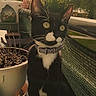 cat, tuxedo_cat, pet, animal, collar, sitting, upright, black_and_white, whiskers, pointed_ears, wide_eyes, balcony, outdoor, plants, trees, city, building, street, sunlight, portrait