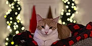 Garfield joined the competition — help win amazing prizes! blanket, bokeh, cat, checkered_blanket, christmas_lights, cozy, cute, decor, feline, festive, holiday, indoor, orange_cat, pet, red_and_black, relaxed, resting, soft_focus, warm_lighting, white_cat