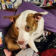 Bandit joined the competition — help win amazing prizes! dog, brown_and_white, couch, purple, indoor, curious, pet, paw, pajamas, leg, pattern, blanket, household_items, curtain, relaxed, companion, fur, domestic_animal, close_up, living_room