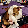 dog, brown_and_white, couch, purple, indoor, curious, pet, paw, pajamas, leg, pattern, blanket, household_items, curtain, relaxed, companion, fur, domestic_animal, close_up, living_room