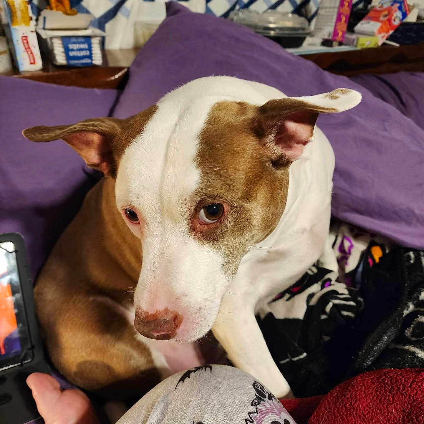 Bandit joined the competition — help win amazing prizes! dog, brown_and_white, couch, purple, indoor, curious, pet, paw, pajamas, leg, pattern, blanket, household_items, curtain, relaxed, companion, fur, domestic_animal, close_up, living_room