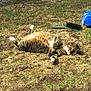 animal, ball, brush, cat, daylight, domestic_cat, feline, fur, grass, ground, lying_down, nature, outdoor, paw, pet, playful, relaxed, resting, sunlight, tabby_cat